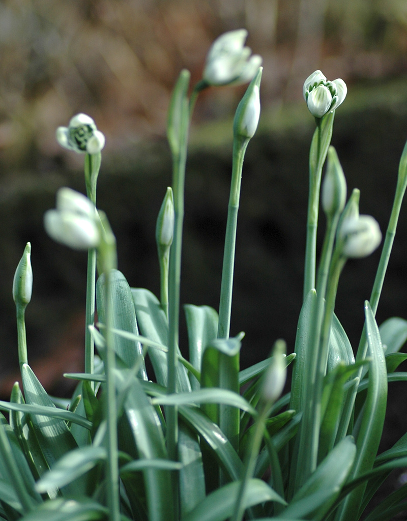Sneeuwklokje  Galanthus 'Jaquenetta' - 'in het Groen'