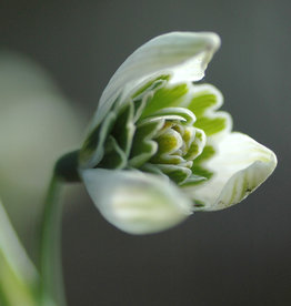 Sneeuwklokje  Galanthus 'Jaquenetta' - 'in het Groen'