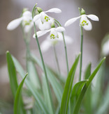 Sneeuwklokje  Galanthus 'S. Arnott' - 'in het Groen'