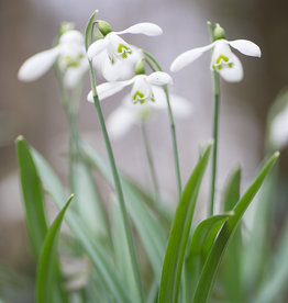 Sneeuwklokje  Galanthus 'S. Arnott' - 'in het Groen'