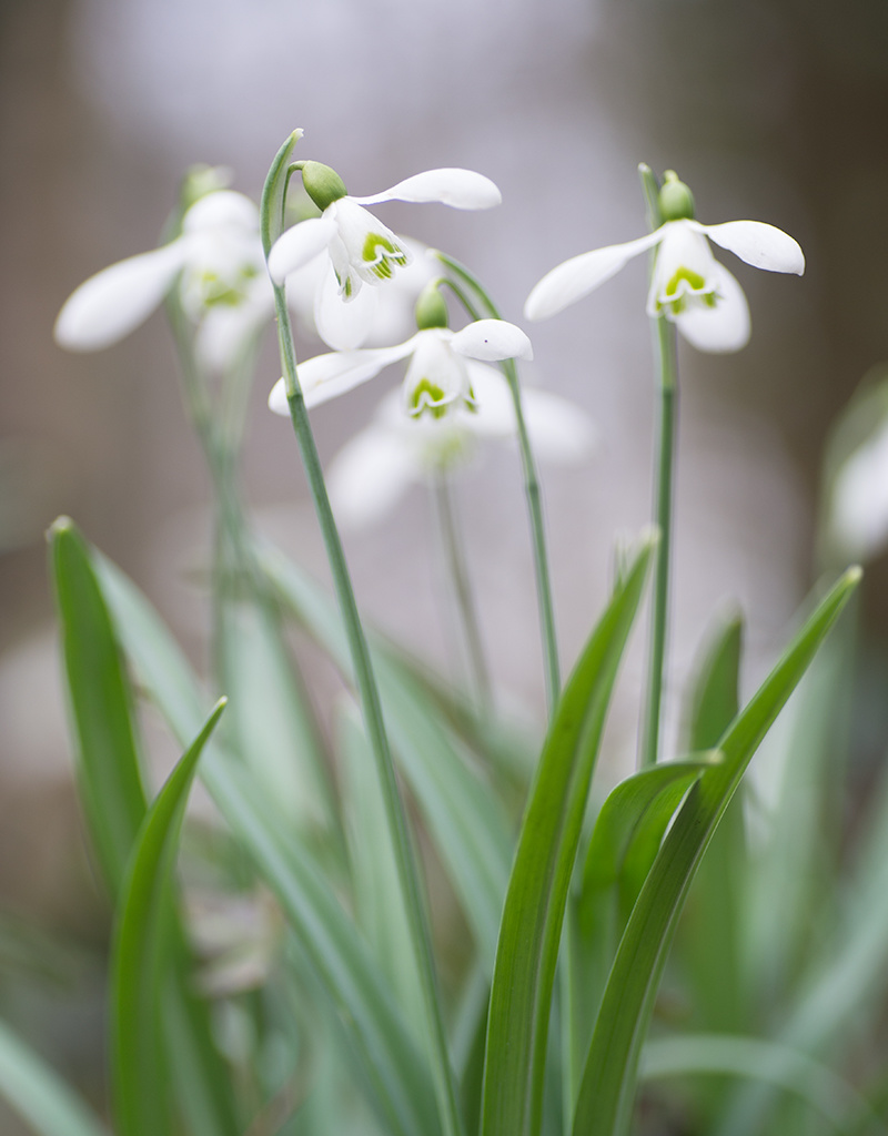Sneeuwklokje  Galanthus 'S. Arnott' - 'in het Groen'
