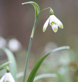 Sneeuwklokje  Galanthus nivalis 'Viridapice' - 'in het Groen'