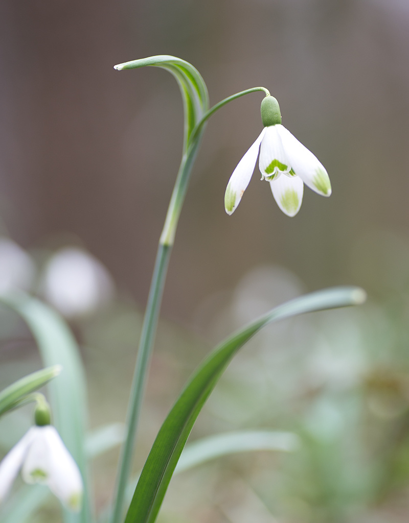 Sneeuwklokje  Galanthus nivalis 'Viridapice' - 'in het Groen'