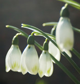 Sneeuwklokje  Galanthus nivalis 'Viridapice' - 'in het Groen'