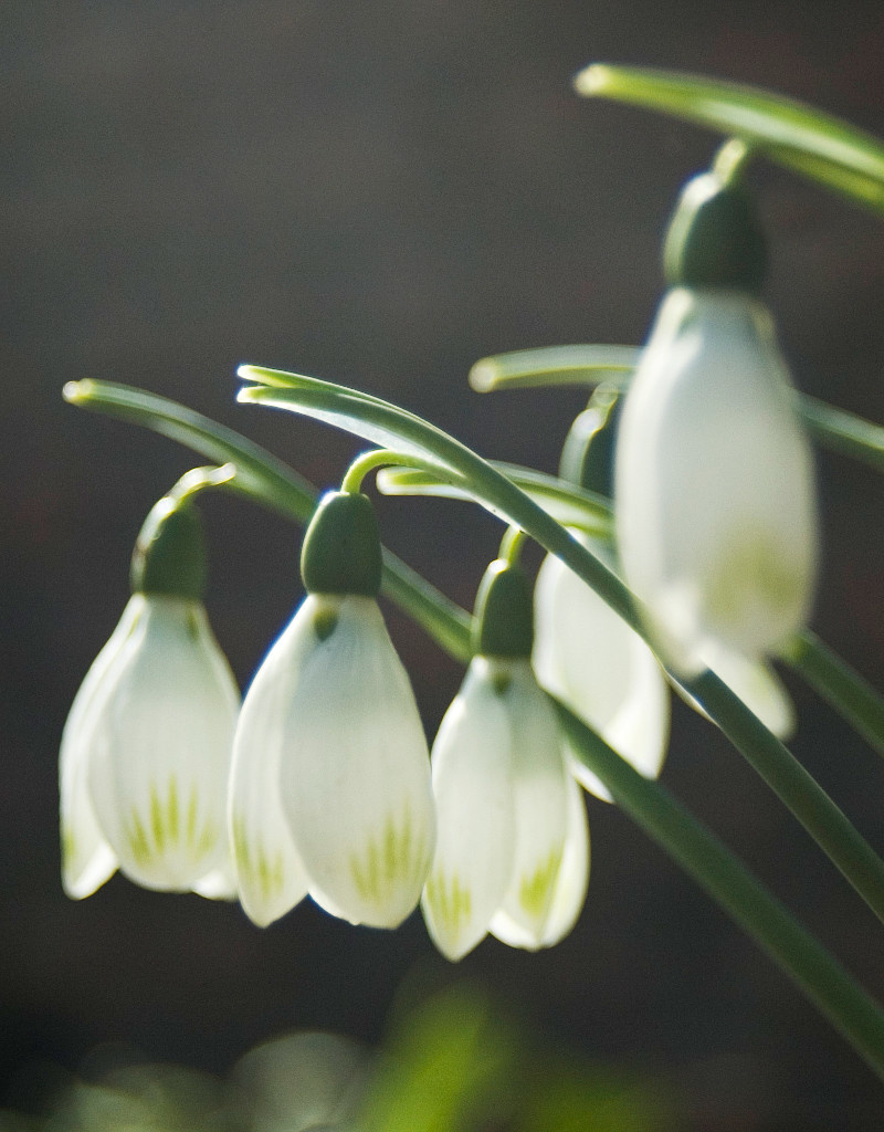 Sneeuwklokje  Galanthus nivalis 'Viridapice' - 'in het Groen'