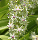 Ananasplant  Eucomis comosa - Natuurlijk geteeld