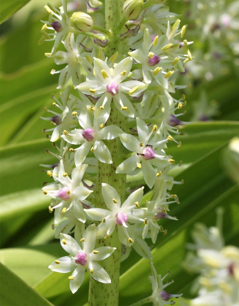 Ananasplant  Eucomis comosa - Natuurlijk geteeld