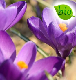 Krokus (bonte)  Crocus vernus 'Flower Record', BIO