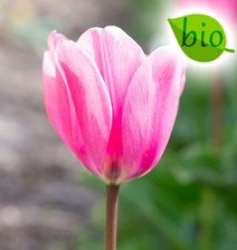 Tulp  Tulipa 'Big Love', BIO