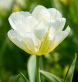 Tulp  Tulipa 'Exotic Emperor', BIO