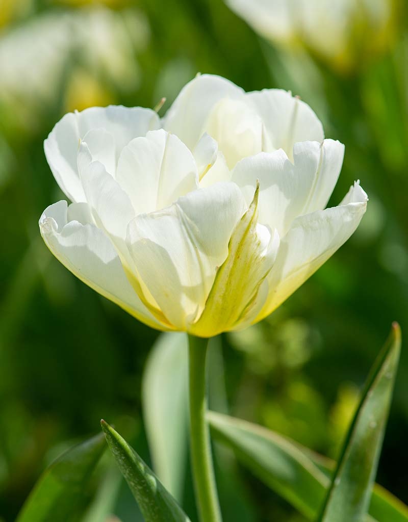 Tulp  Tulipa 'Exotic Emperor', BIO