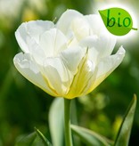 Tulp  Tulipa 'Exotic Emperor', BIO