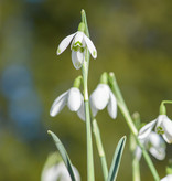 Sneeuwklokje  Galanthus nivalis 'Maximus' - 'in het Groen'