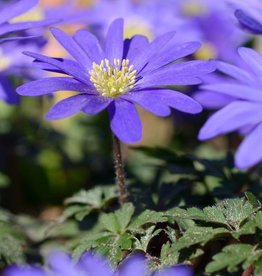 Anemoon (oosterse)  Anemone blanda 'Blue Shades', bulk