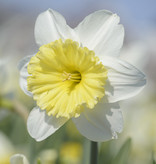 Narcis  Narcissus 'Ice Follies', BIO