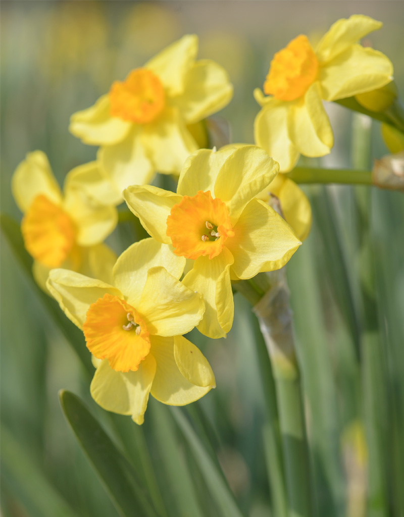 Narcis  Narcissus 'Golden Dawn', BIO