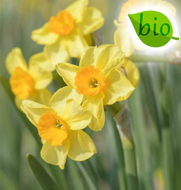 Narcis  Narcissus 'Golden Dawn', BIO