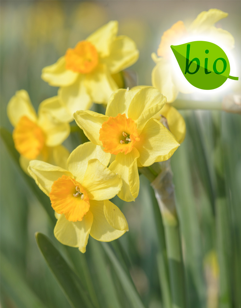 Narcis  Narcissus 'Golden Dawn', BIO