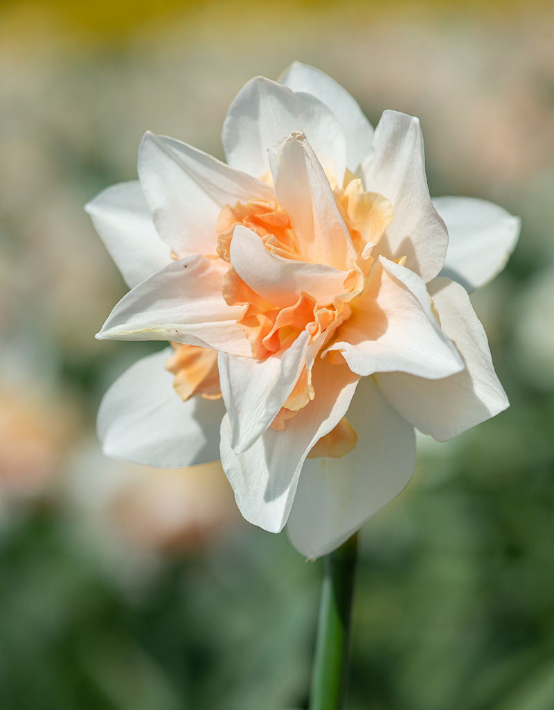 Narcis  Narcissus 'Replete', BIO