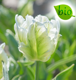 Tulp  Tulipa 'White Rebel', BIO