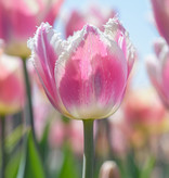 Tulp  Tulipa 'Siesta', BIO