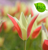 Tulp  Tulipa clusiana 'Tinka', BIO