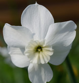 Narcis  Narcissus 'Xit'