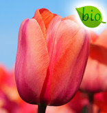 Tulp  Tulipa 'Apricot Impression', BIO