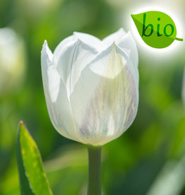 Tulp  Tulipa 'Royal Virgin', BIO
