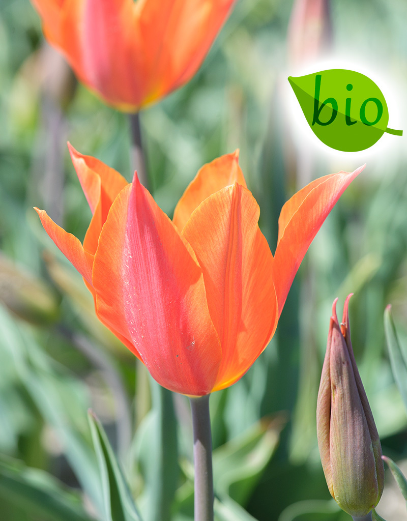 Tulp  Tulipa 'Ballerina', BIO (Tulp)