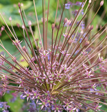 Sierui  Allium schubertii (Sierui) - BIO