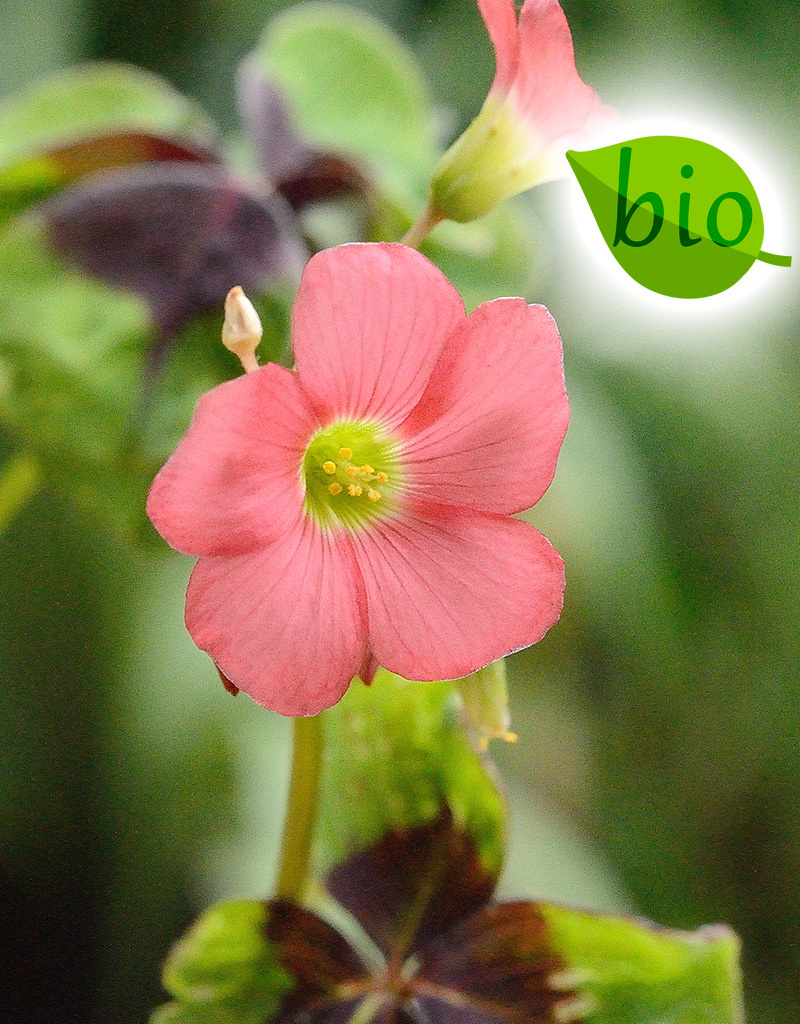 Klaverzuring  Oxalis tetraphylla 'Iron Cross', BIO