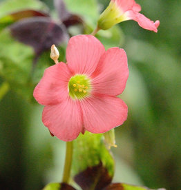 Klaverzuring  Oxalis tetraphylla 'Iron Cross' - in pot