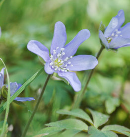 Leverbloempje  Hepatica nobilis - in pot