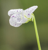 Viooltje  Viola sororia 'Freckles' (Viooltje) - in pot