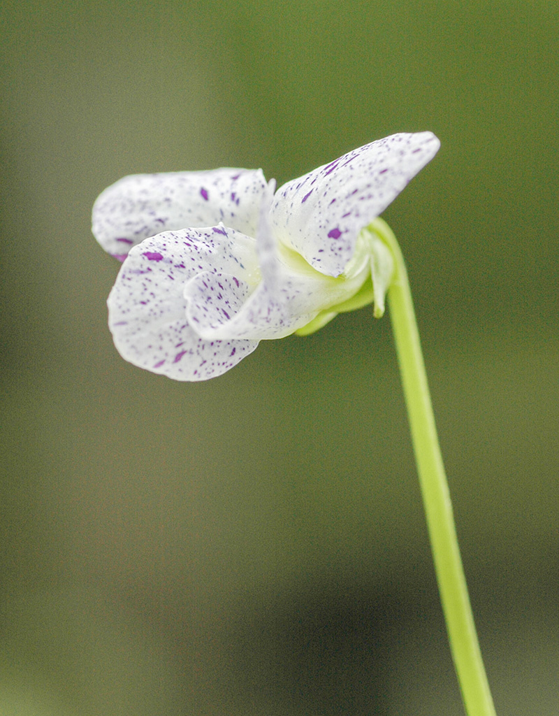 Viooltje  Viola sororia 'Freckles' (Viooltje) - in pot