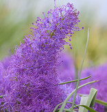 Kuifhyacint  Muscari comosum 'Plumosum' (Kuifhyacint)