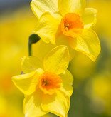 Narcis  Narcissus 'Martinette', BIO - AANBIEDING