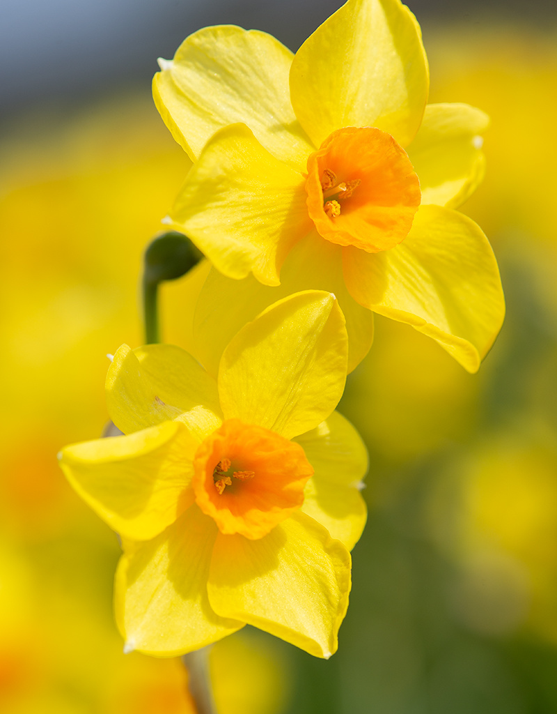 Narcis  Narcissus 'Martinette', BIO - AANBIEDING