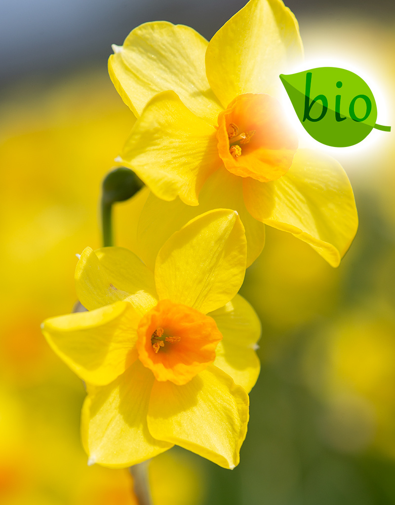 Narcis  Narcissus 'Martinette', BIO - AANBIEDING