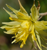 Narcis  Narcissus 'Rip van Winkle', BIO - AANBIEDING