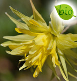 Narcis  Narcissus 'Rip van Winkle', BIO - AANBIEDING