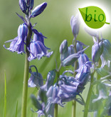 Hyacint (bos/wilde)  Hyacinthoides non-scripta blauw, BIO (Boshyacint) - Stinzenplant - AANBIEDING