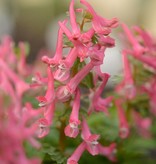 Vingerhelmbloem  Corydalis solida 'Beth Evans' (Vingerhelmbloem) - AANBIEDING