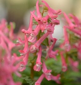 Vingerhelmbloem  Corydalis solida 'Beth Evans' - AANBIEDING