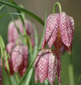 Kievitsbloem  Fritillaria meleagris - AANBIEDING