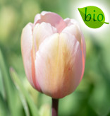 Tulp  Tulipa 'Salmon Impression', BIO - AANBIEDING