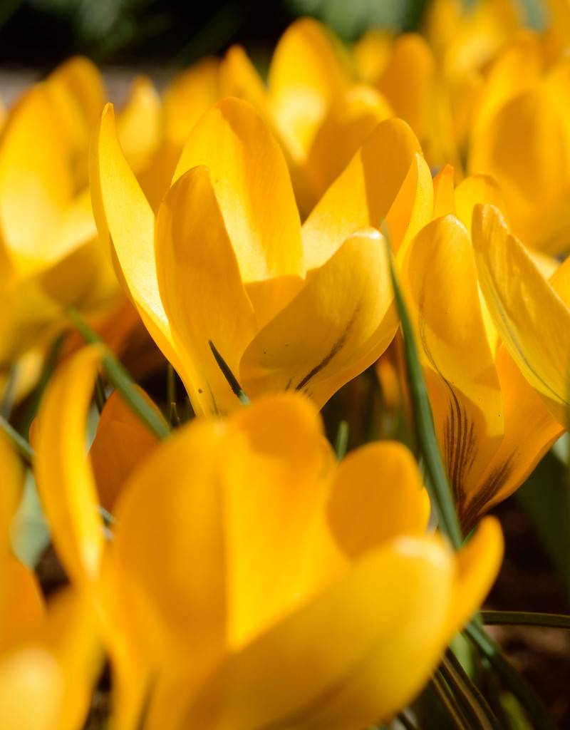 Krokus  Crocus geel