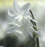 Narcis  Narcissus 'Thalia' - AANBIEDING