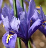 Iris  Iris reticulata 'Harmony' (Dwergiris) - AANBIEDING